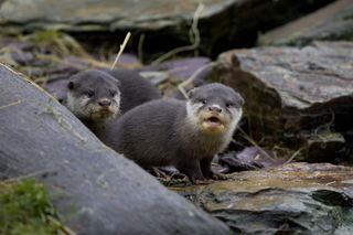 Martin Mere - Attractions - Otter (6)