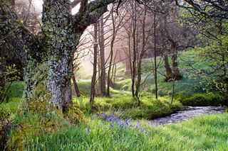 Forest of Bowland - Bluebells